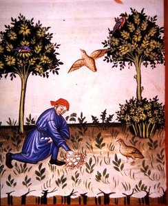 Fol.66v 『Tacuinum Santiatis Codex Vindobonensis』の挿絵「ウズラの卵を集める」（ベラム製） 作： Italian School