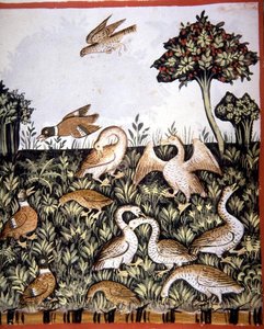 Fol.69v 「Tacuinum Santiatis Codex Vindobonensis」からの挿絵「アヒルとガチョウ」（ベラム製） 作： Italian School