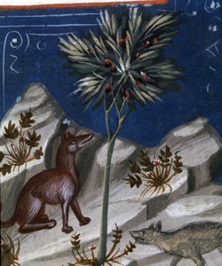 キツネとオオカミ、「Codex Justianus」のイラスト、1350