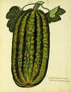 ウリッセアルドロヴァンディ（1522-1605）版の緑の長方形のスカッシュが、Piante Fiori Fruttiで公開されました（手塗りの彫刻）。 作： Italian School