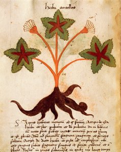 Herba Antollas 作： Italian School