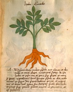 Herba Cancealis 作： Italian School