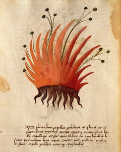 Herba Capillis 作： Italian School