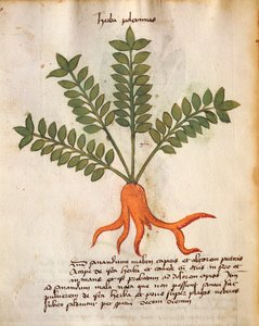Herba Poleximos 作： Italian School