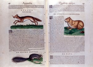コンラッド・ゲスナーの「Historia Animalium」からの挿絵 作： Italian School