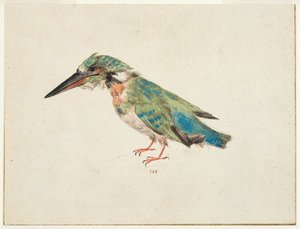 カワセミ 1650-99年頃（敷紙に黒チョーク、水彩、ボディカラー、下敷き、三辺に茶インクで縁取り線あり）