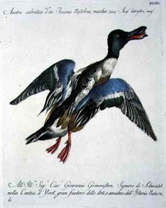 飛行中のマガモ、1767年から76年頃（手彩色の彫刻） 作： Italian School
