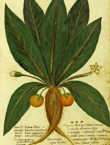 マンリスケby Ulisse Aldrovandi 作： Italian School