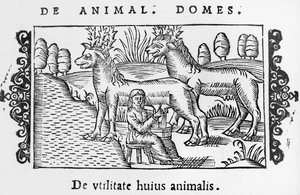 トナカイの搾乳、イラストオラウスマグナスによる北部の説明（1490-1558）、1555年にローマで出版 作： Italian School