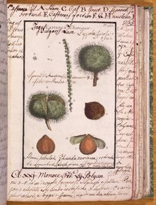 Ms 115 Chestnut、Dizionario di Botanica（ペンとインク、紙にトイレ） 作： Italian School