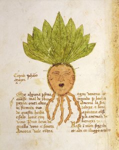 Ms. 1591 Fol. 18v. ハーブ Capud John Mazor (ベラム)
