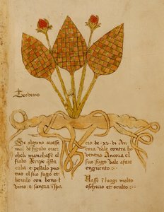 Ms 1591 Fol.19r Herba Teoderis (べラム) 作： Italian School