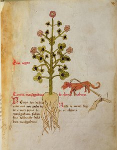 Ms 1591 Fol.38r Herba negra (べラム) 作： Italian School