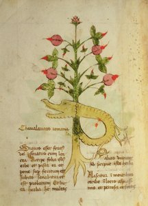 Ms 1591 Fol.6v ローマ騎士道のハーブ、15 世紀後半 (ベラム)