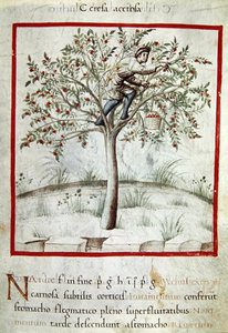Ms 3054 f.25 「Tacuinum Sanitatis」（ベラム）からのチェリー摘み 作： Italian School