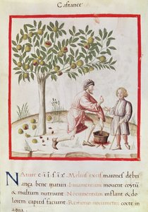 Ms 3054 fol.31 「Tacuinum Sanitatis」（べラム）より、栗の収穫と調理