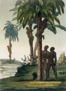 1820年代から30年代にかけて、ネイティブが腰にスリングホルターを使って手のひらを登る 作： Italian School