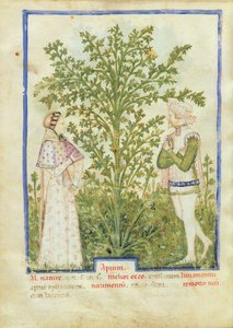 Nouy Acq Lat 1673 fol.28vセロリ、健康なTacuinum、c.1390-1400 作： Italian School