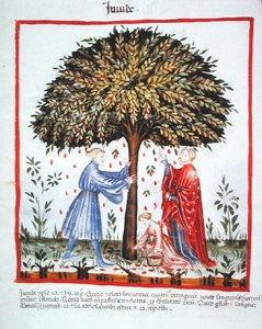 Nova 2644 fol.15v Gathering Jujubes, Tacuinum Sanitatis Codex Vindobonensis (vellum) より 作： Italian School