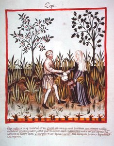 Nova 2644 fol.25v 「玉ねぎの収穫」 Tacuinum Sanitatis Codex Vindobonensis （vellum）より 作： Italian School