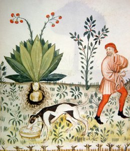新しい2644 fol.40r Mandrake、健康なTacuinumから 作： Italian School