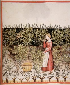 2644 fol.49 r新鮮なひよこ豆を選ぶ、Tacuinum健康コーデックス 作： Italian School