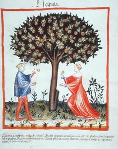 Nove 2644 fol.10v Gathering Walnuts, Tacuinum Sanitatis Codex Vindobonensis (vellum) より 作： Italian School