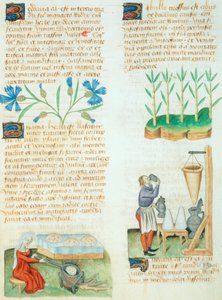 ディオスコリデス・ペダニウスの草稿集のページ 作： Italian School