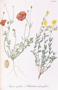 ケシとHelianthemumhyssopifolum、1811-1838