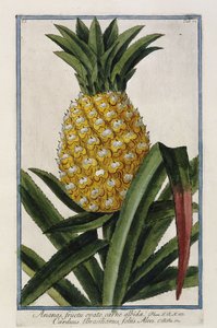 パイナップル、1772-1784