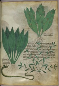 大きな幅広の葉を持つ植物。蛇、1440年頃（ヴェラムにインクと彩色） 作： Italian School