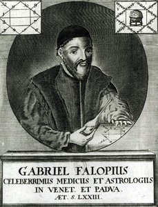 ガブリエル・ファロピウスの肖像（1523-62） 作： イタリア語学校