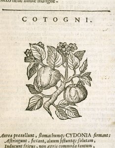 カリン（Cydonia oblonga）、カストーレ・デュランテの版画 作： Italian School