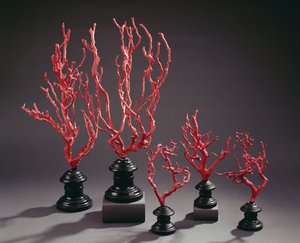 フローレンス大学のサンゴを模した木製の描画モデルのセット（木材）