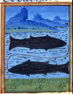 魚のサイン。 イタリアの星占い、15 世紀半ば。 作： Italian School