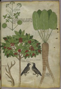 Sloane 4016 f.34「ハーブに関する論文」、1440年頃（ベラム） 作： Italian School