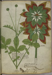 Sloane 4016 f.40 植物、「Herbal」より、1440 年頃（ベラムにインクと色） 作： Italian School