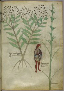 Sloane 4016 f.54 「Tractatus de Herbis」より、ポットに排尿する男性、1440年頃（ベラム） 作： Italian School