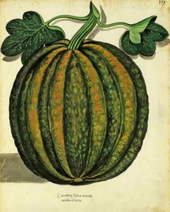 ウリッセアルドロヴァンディ（1522-1605）によるスカッシュプレートは、Piante Fiori Frutti（手塗りの彫刻）で公開されています。 作： Italian School