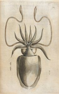 イカ、「Aquatilium Animalium Historiæ liber primus」のイラスト、Ippolito Salviani 作