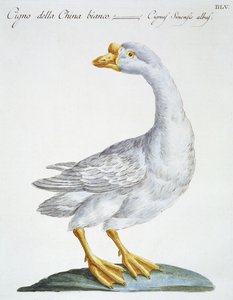 白鳥、1767-76年頃（手描きの彫刻） 作： Italian School
