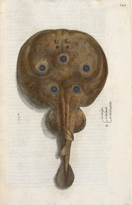 イッポリト・サルビアーニ作「アクアティリウム・アニマルリウム・ヒストリア・リベル・プリムス」の挿絵、魚雷 作： Italian School