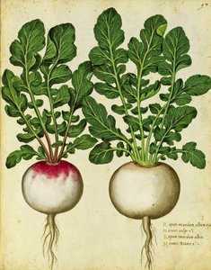 カブby Ulisse Aldrovandi 作： Italian School