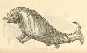 アルドロヴァンディスモンスターの歴史、1642年からAperマリナスツェタケのイラスト