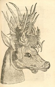 Aldrovandisモンスターの歴史、1642年からのCapreolus Polycerosのイラスト 作： Italian School