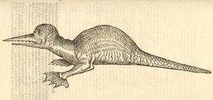 アルドロヴァンディスモンスターの歴史、1642年からのドラコマリナスmonophthalmos bipesのイラスト 作： Italian School