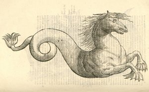 モンスターの歴史、1642年からEquus marinus monstrosusのイラスト 作： Italian School