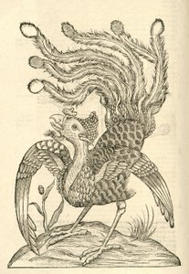 モンスターのアルドロヴァンディスの歴史、1642年からGallus Indicus auritus tridactylusのイラスト 作： Italian School