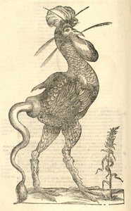 Aldrovandisモンスターの歴史、1642年からGallus monstrosusのイラスト 作： Italian School