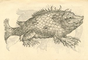 Aldrovandisモンスターの歴史、1642年からMonstrosus Sur marinusのイラスト 作： Italian School